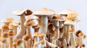 Dosage and Results: Explore the different dose degrees for psilocybin edibles